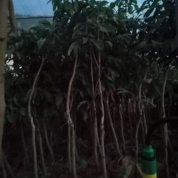 大量妃子笑苗出售价钱优惠