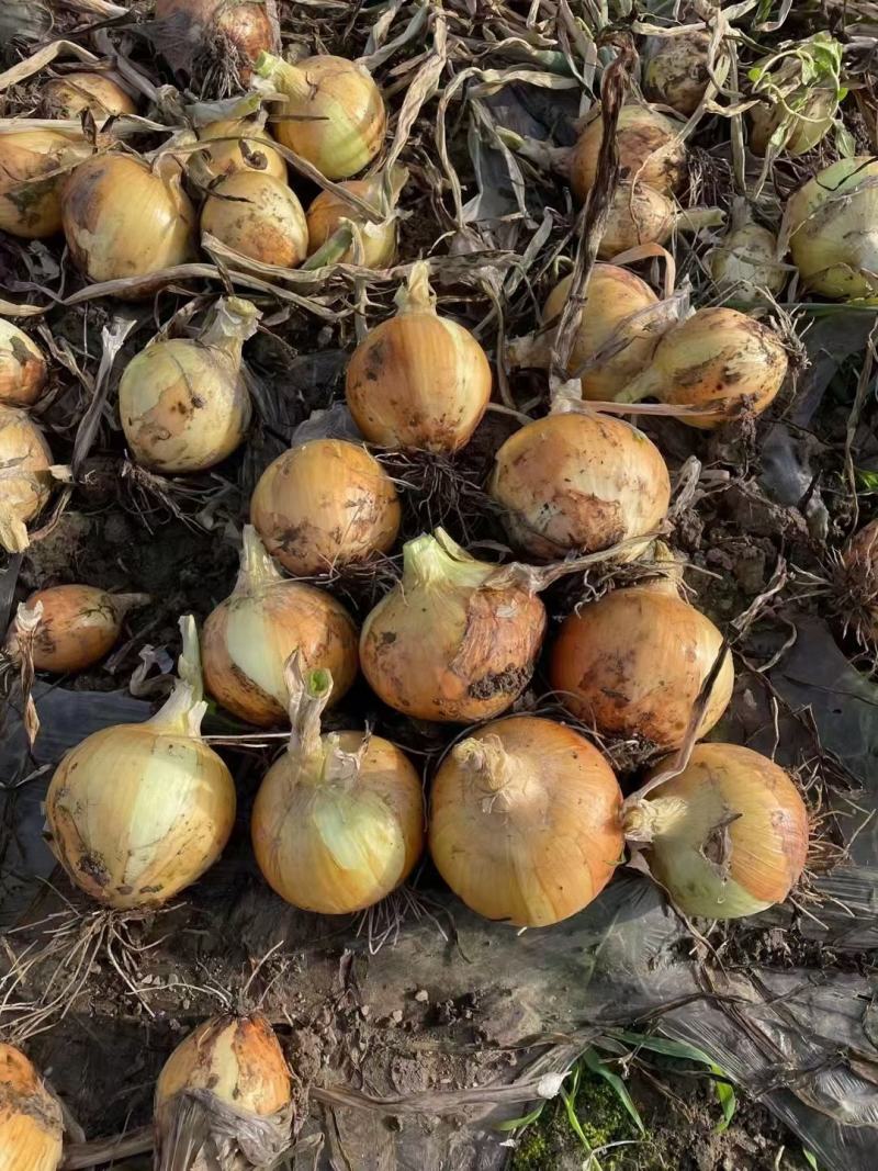黄皮洋葱，山东黄皮洋葱，精品供应市场，出口，工厂