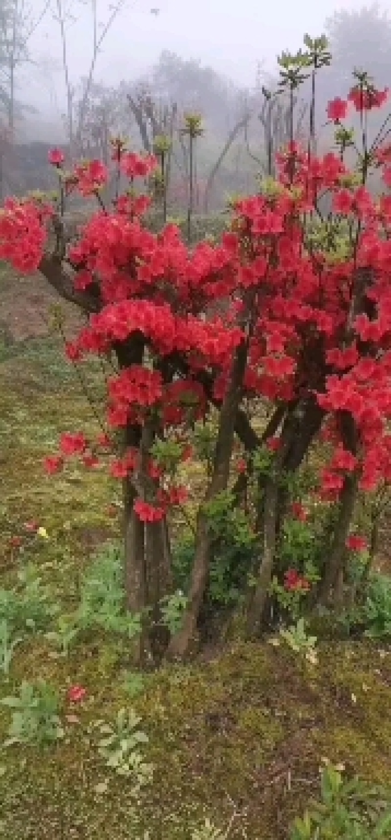 湖北基地映山红桩，杜鹃盆景欢迎实地考察，根系发达全国发货