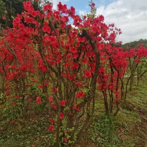 湖北基地映山红桩，杜鹃盆景欢迎实地考察，根系发达全国发货