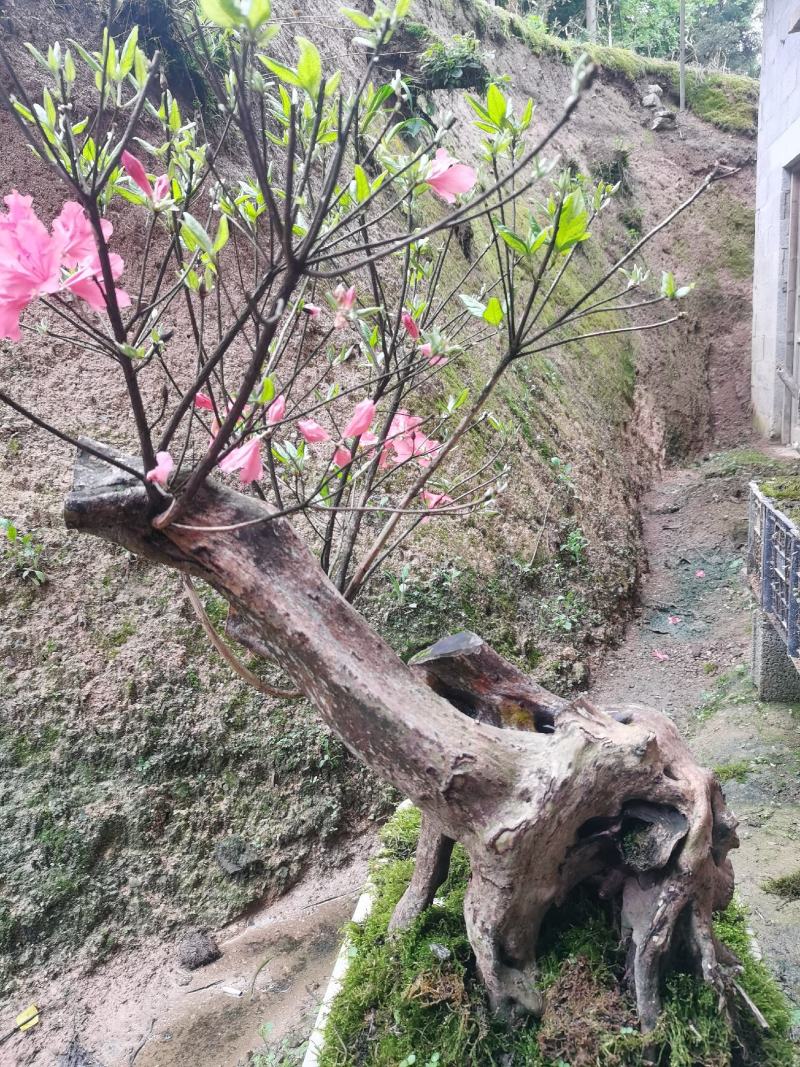 湖北基地映山红桩，杜鹃盆景欢迎实地考察，根系发达全国发货