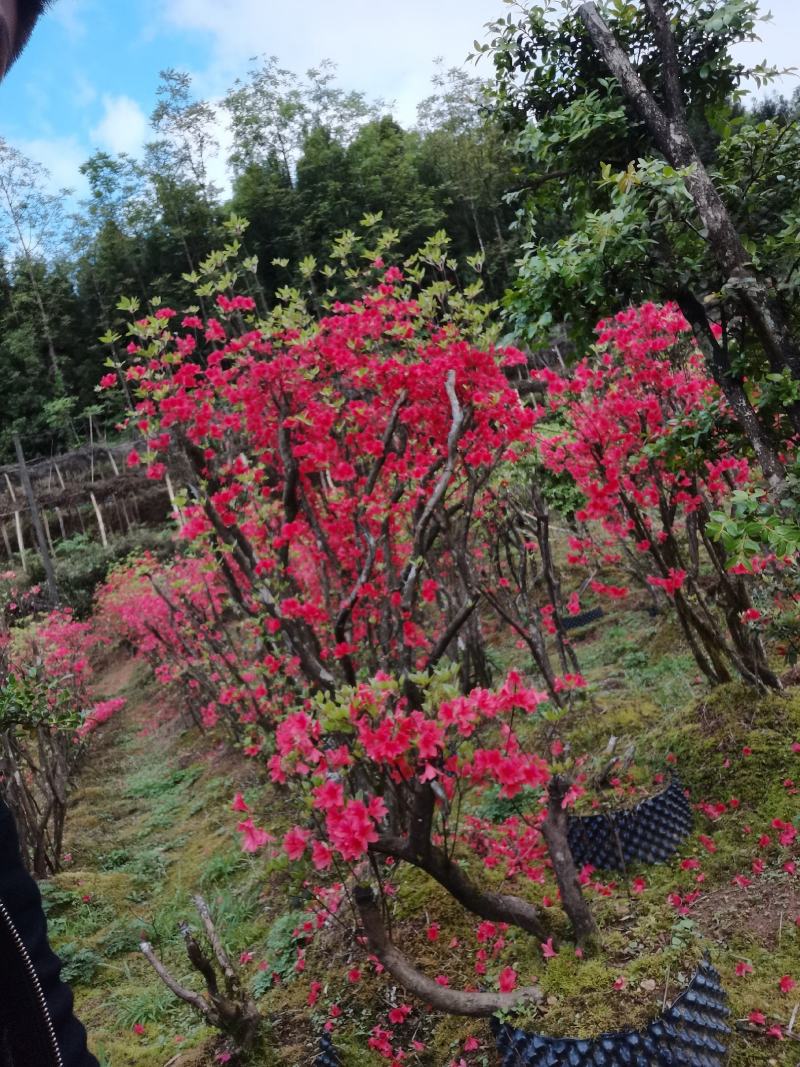 湖北基地映山红桩，杜鹃盆景欢迎实地考察，根系发达全国发货
