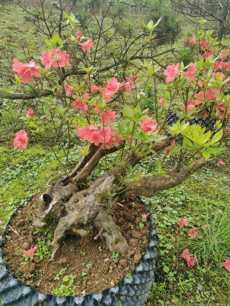 湖北基地映山红桩，杜鹃盆景欢迎实地考察，根系发达全国发货