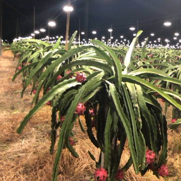 基地种植火龙果，欢迎来基地