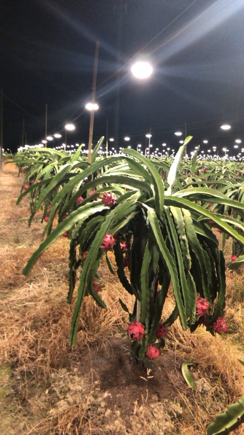 基地种植火龙果，欢迎来基地