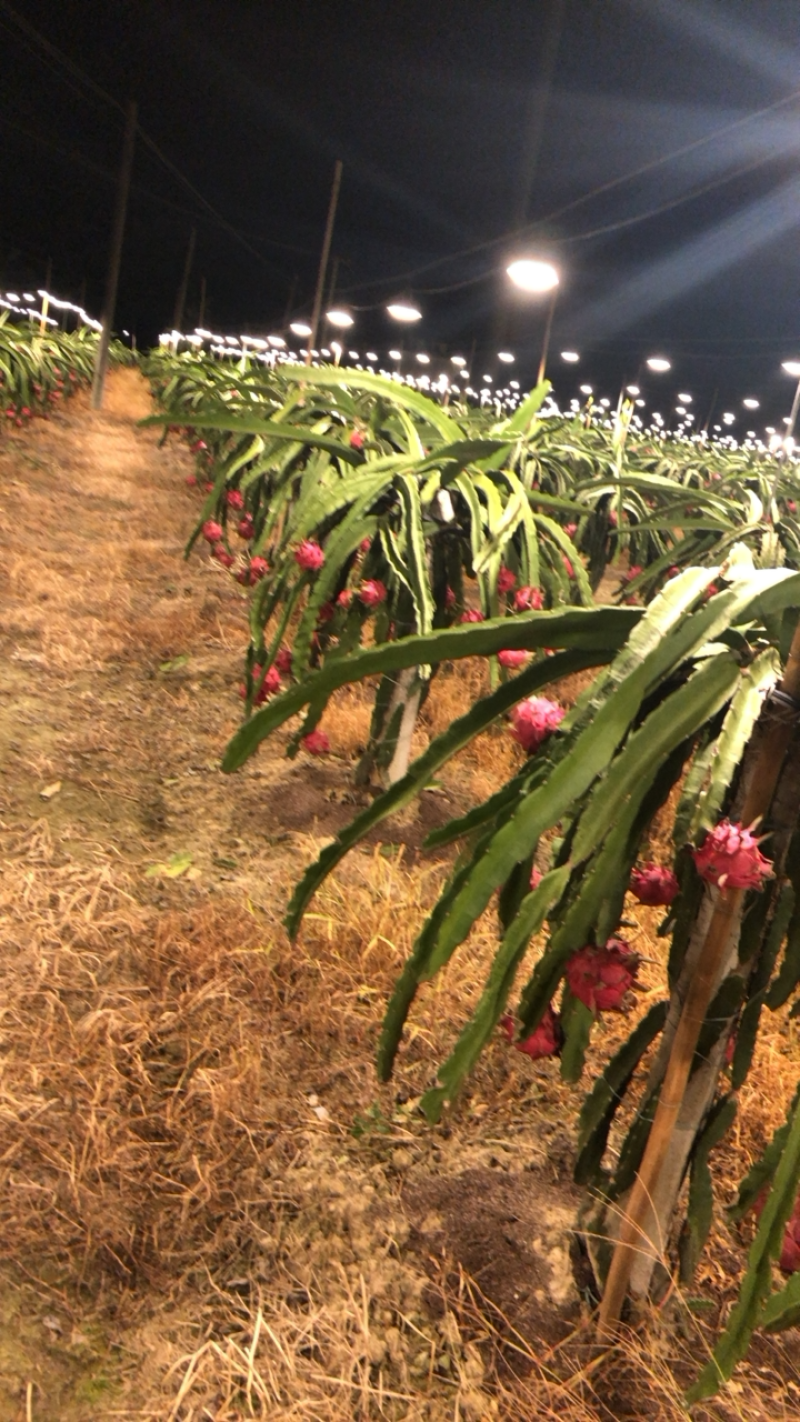 基地种植火龙果，欢迎来基地