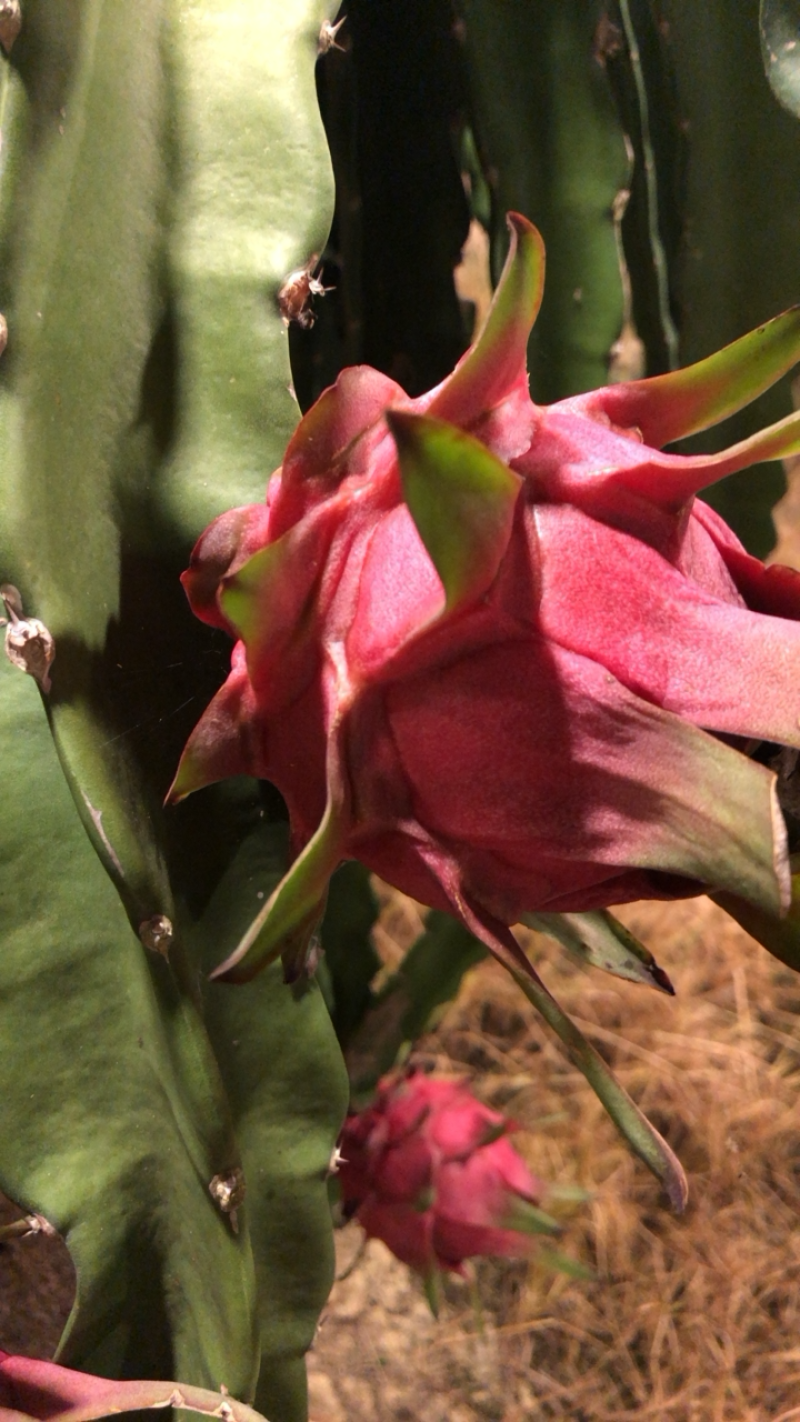 基地种植火龙果，欢迎来基地