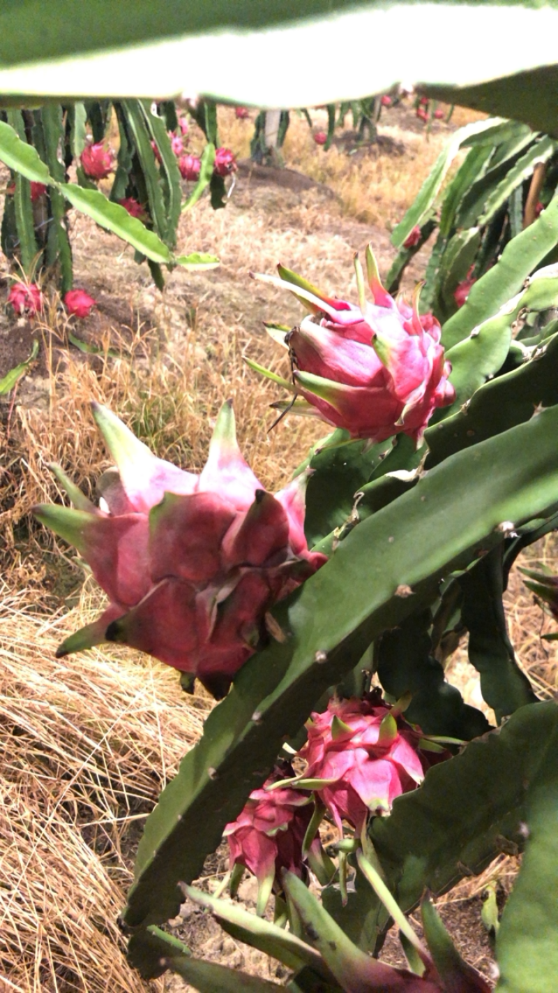 基地种植火龙果，欢迎来基地