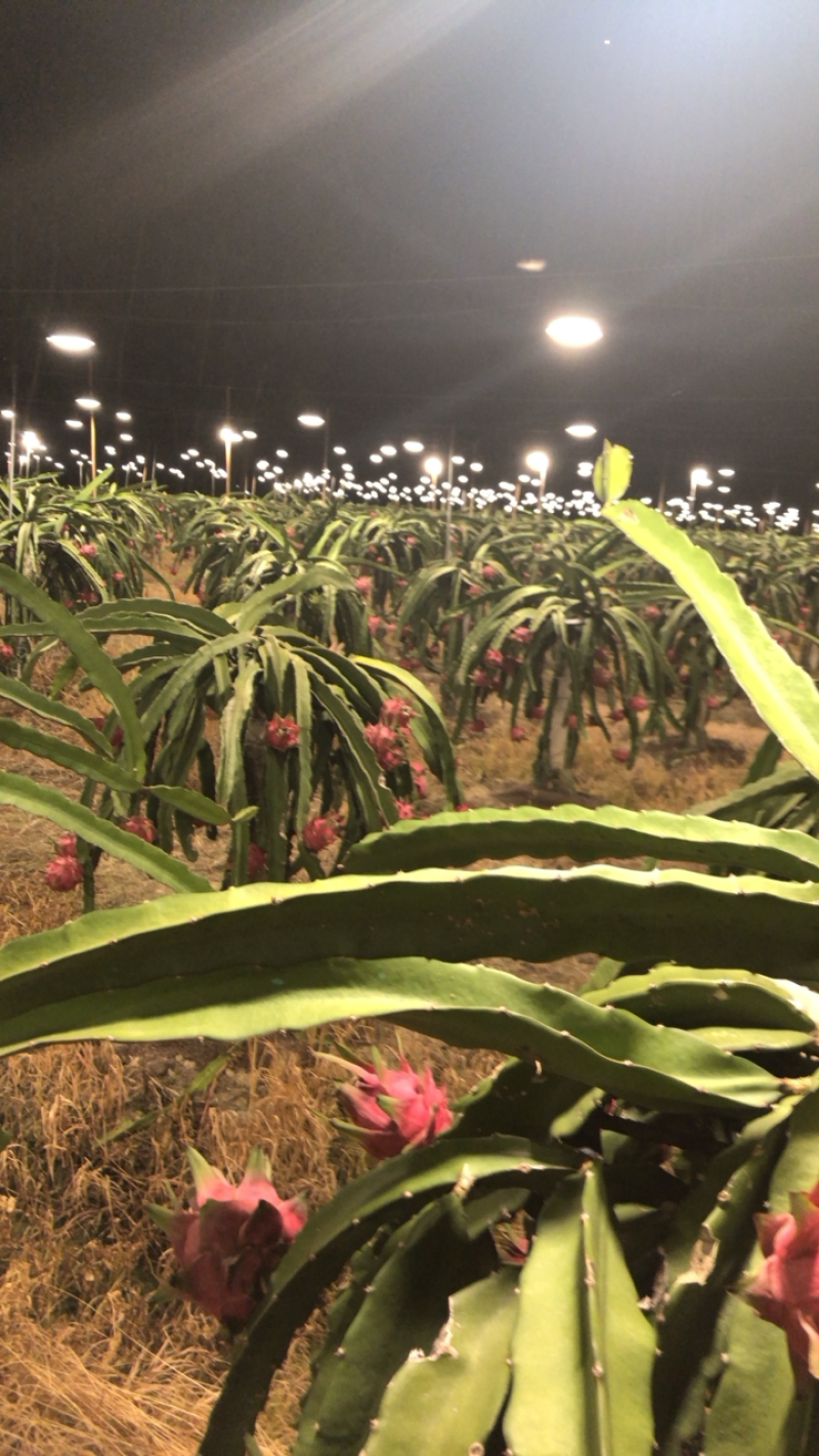 基地种植火龙果，欢迎来基地