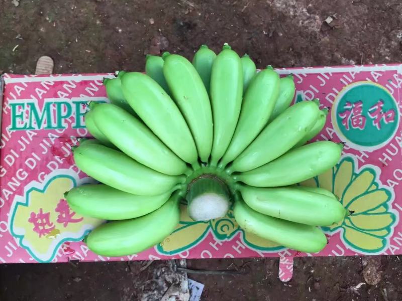 海南皇帝蕉产地直发新鲜供应
