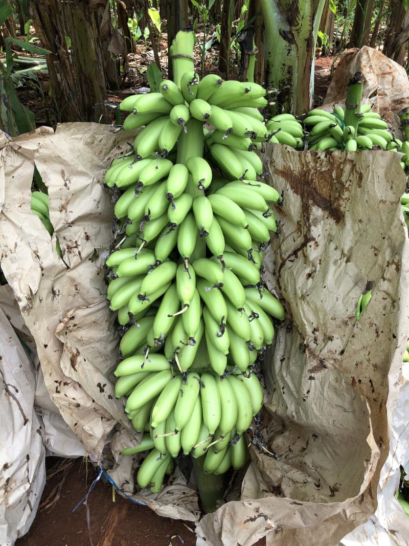 海南皇帝蕉产地直发新鲜供应