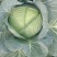 包菜