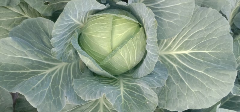 包菜