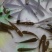 乌鱼苗，经过驯化吃料的，抗病能力强，欢迎客户下单