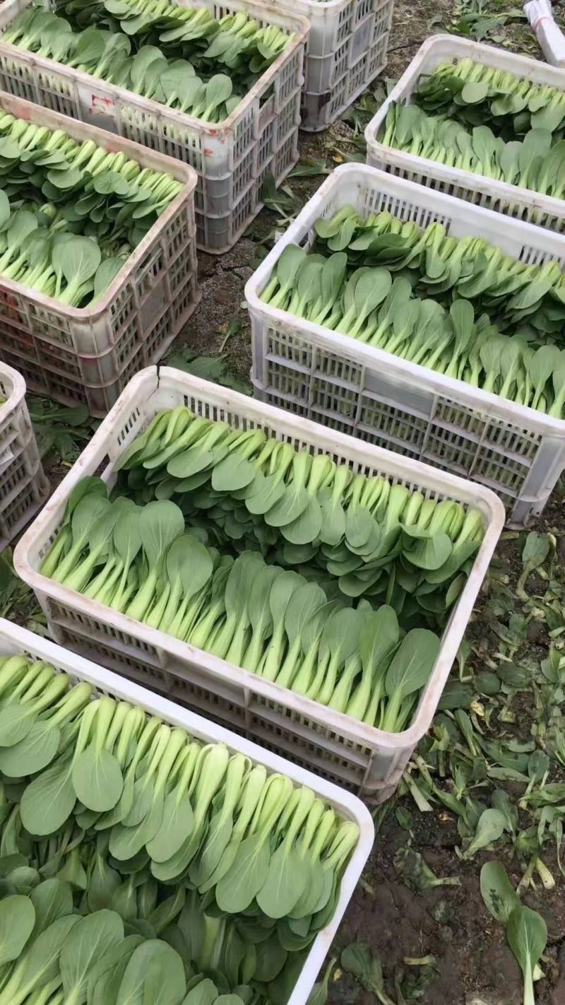 [推荐山东，河南，精品油菜产地直发，上海青量大从优，全国代发