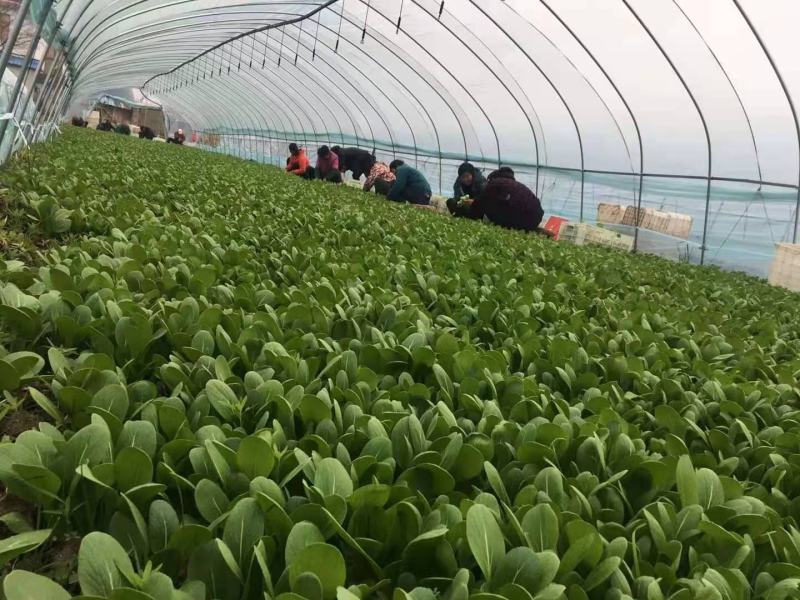 [推荐山东，河南，精品油菜产地直发，上海青量大从优，全国代发