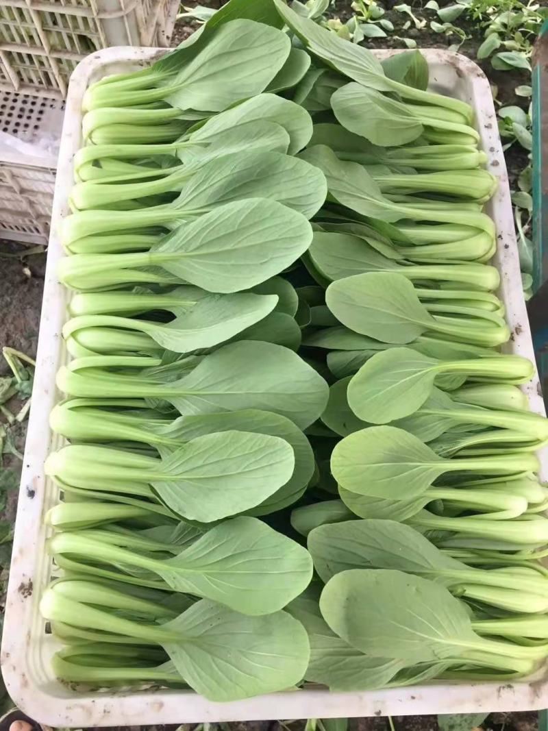[推荐山东，河南，精品油菜产地直发，上海青量大从优，全国代发