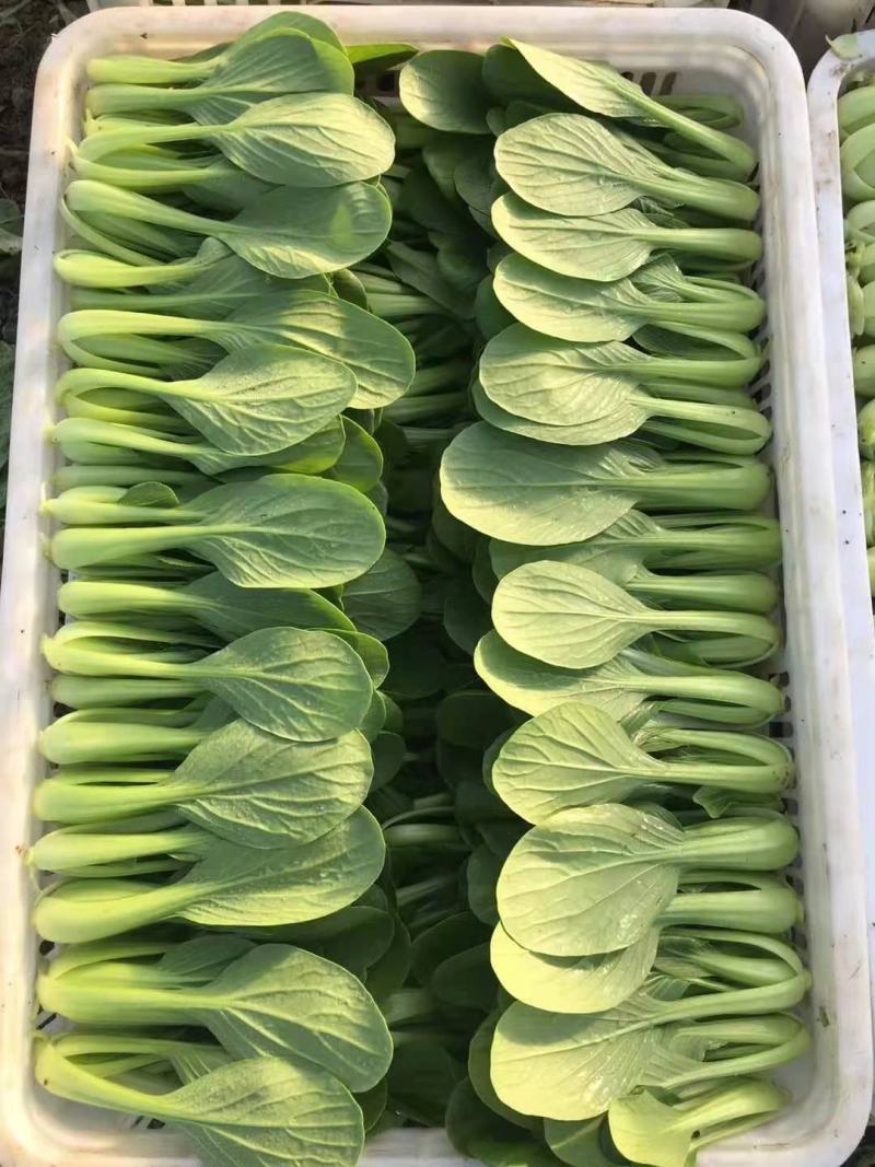 [推荐山东，河南，精品油菜产地直发，上海青量大从优，全国代发