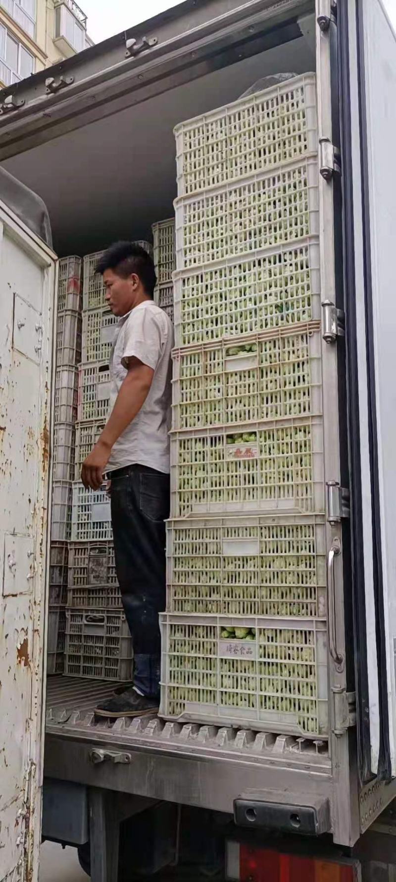 [推荐山东，河南，精品油菜产地直发，上海青量大从优，全国代发