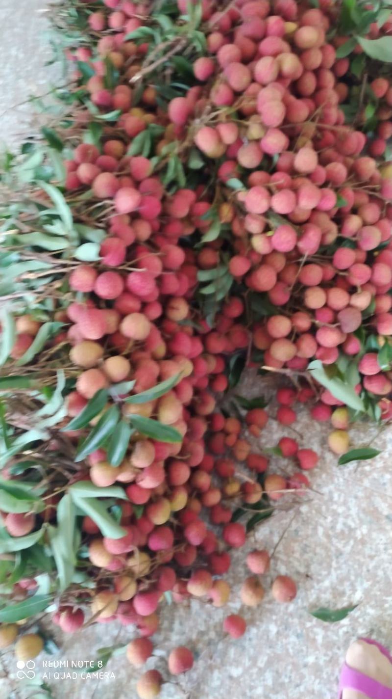 广东妃子笑，白糖，黑叶等各品种正大量上市中，产地新鲜直供