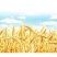 香满园系列小麦粉，16出，5公斤装，要多少有多少