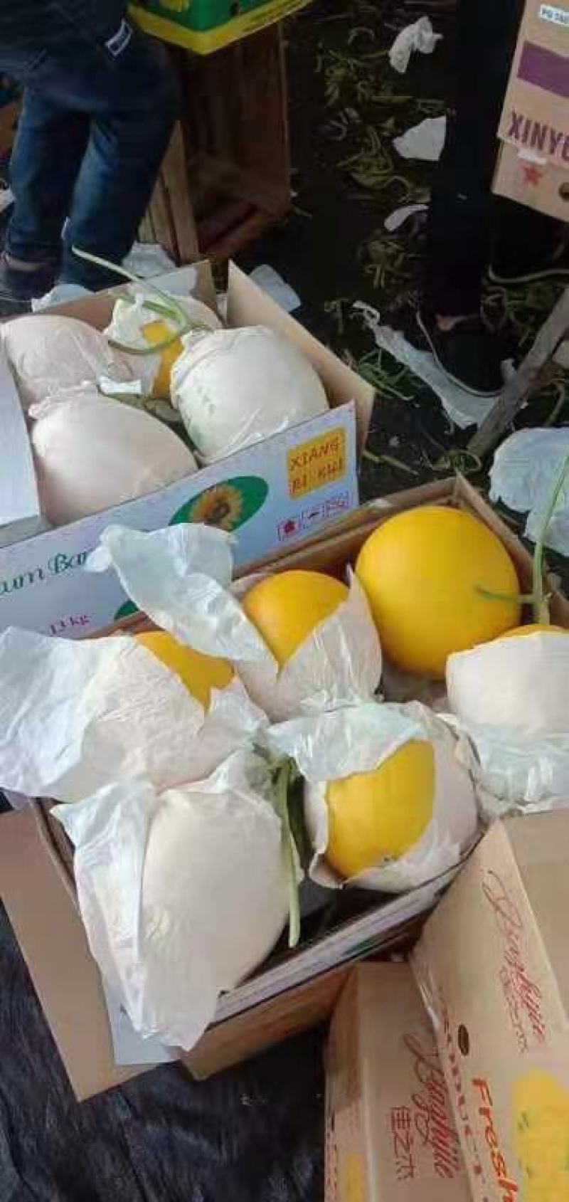 【精品】河北精品久红瑞甜瓜口感香甜现摘现发