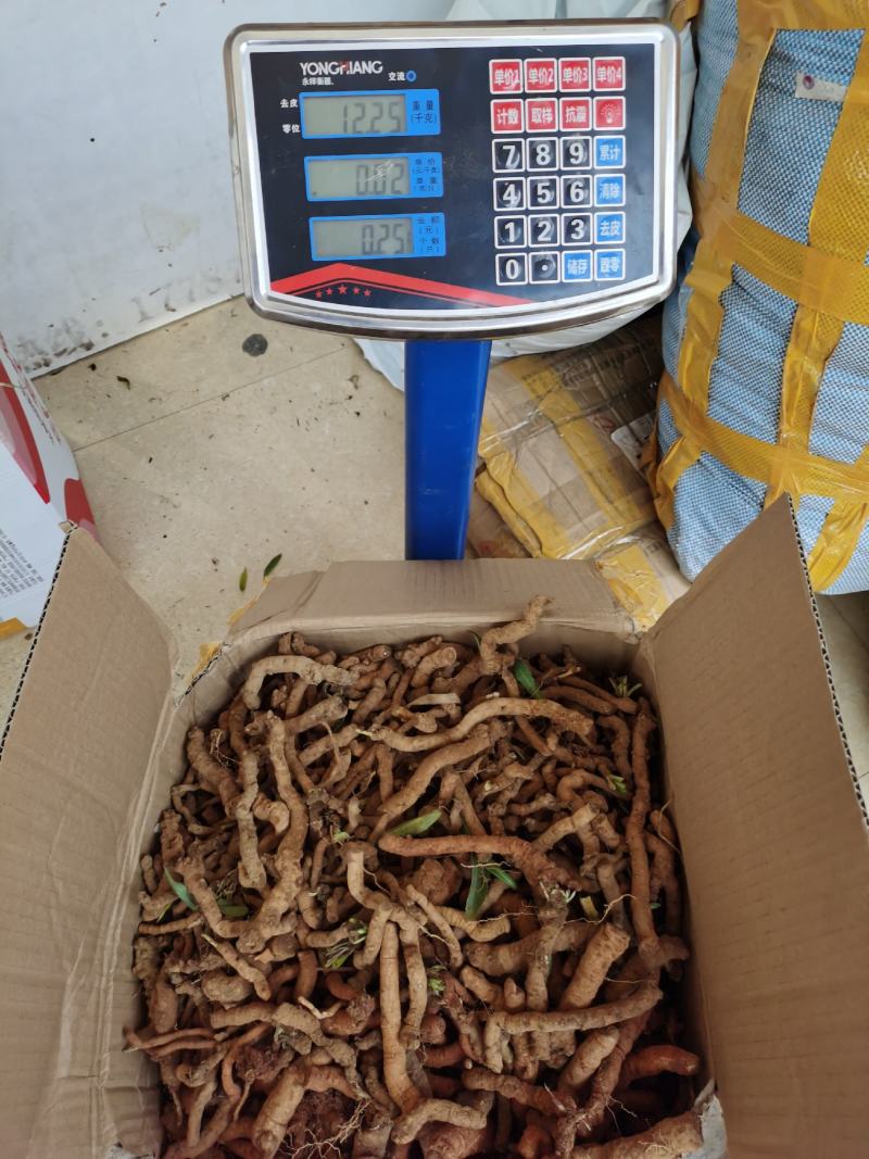 蒲公英，独参根一手货源产地直销品种质保证欢迎实地看货