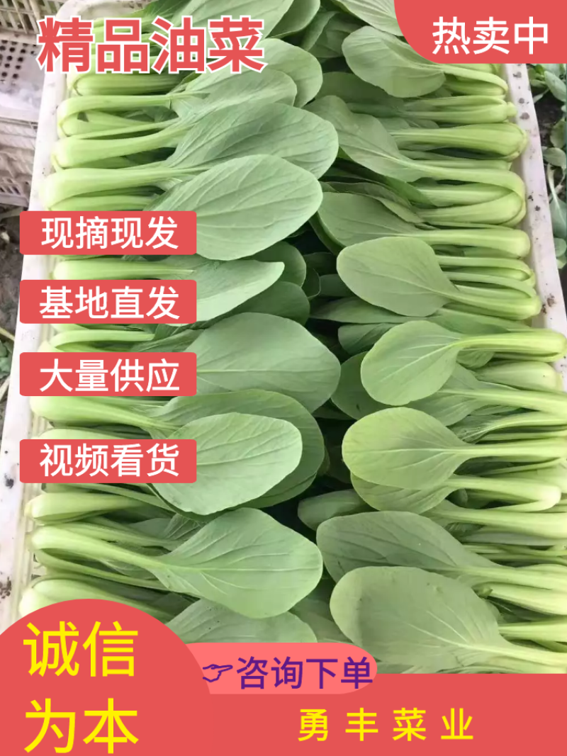 [推荐山东，河南，精品油菜产地直发，上海青量大从优，全国代发