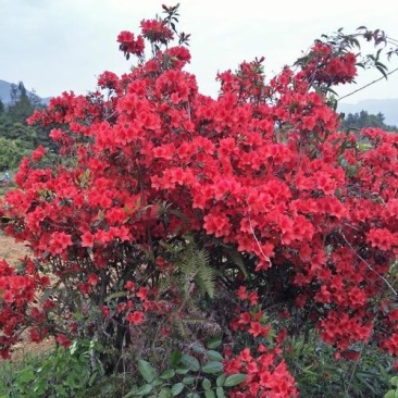 艳山红。杜鹃花杜鹃花大小都有大小都有大小都有
