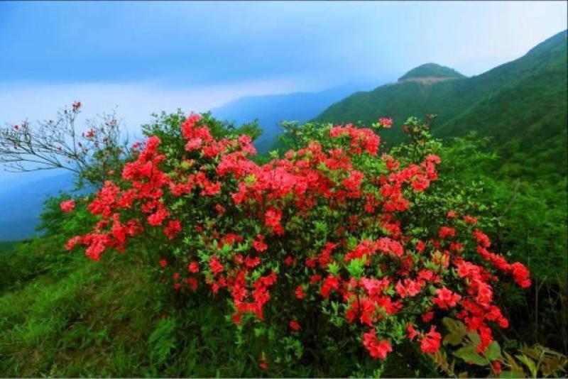 艳山红。杜鹃花杜鹃花大小都有大小都有大小都有