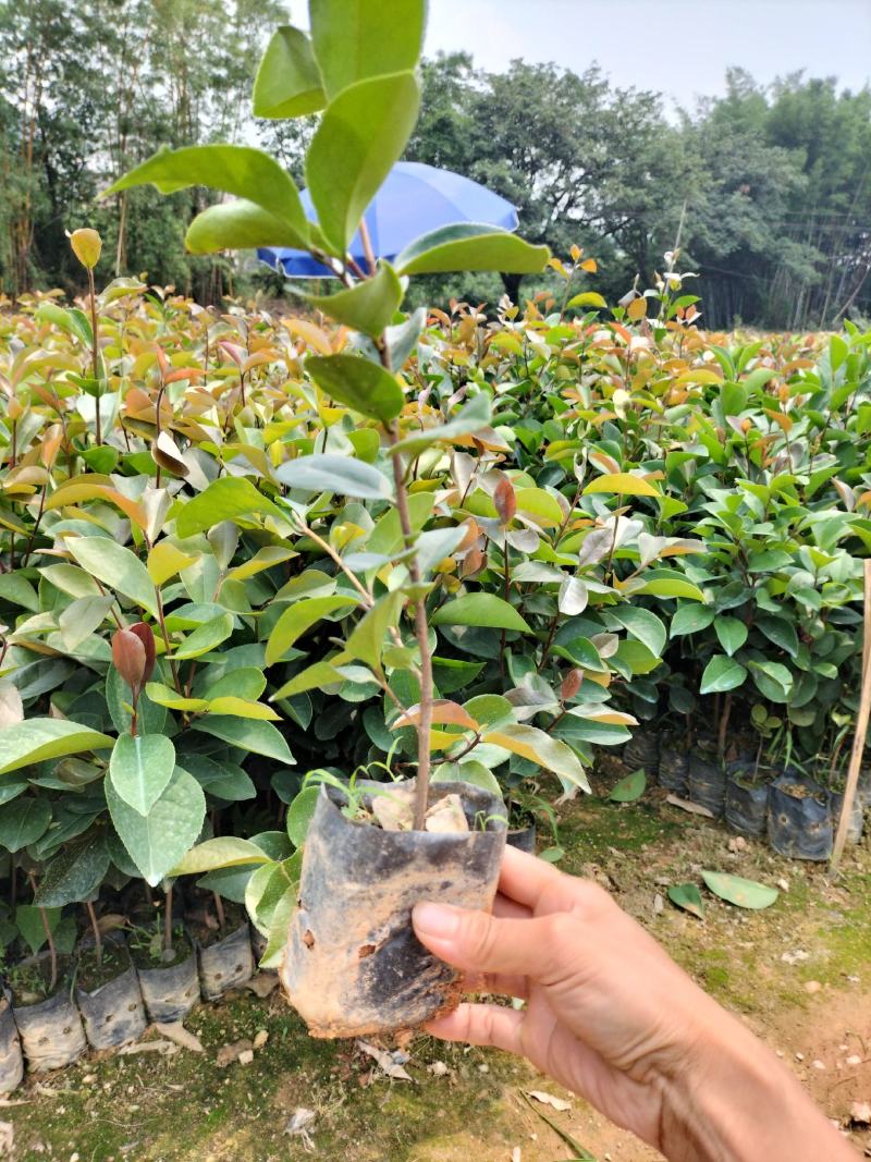 油茶苗，高产量中果油茶小袋苗