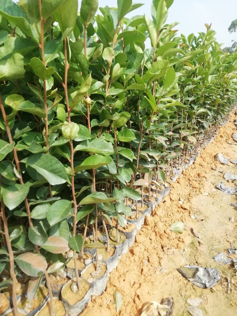 油茶苗，高产量中果油茶小袋苗