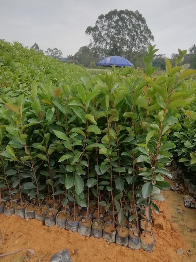 油茶苗，高产量中果油茶小袋苗