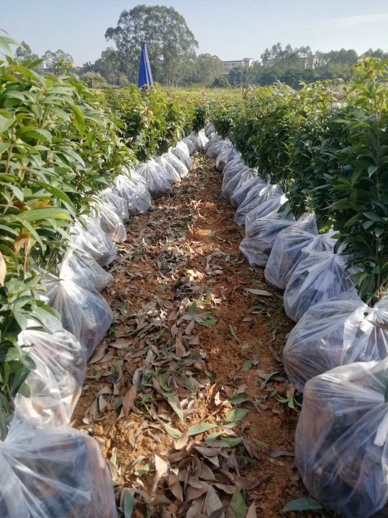油茶苗，高产量中果油茶小袋苗