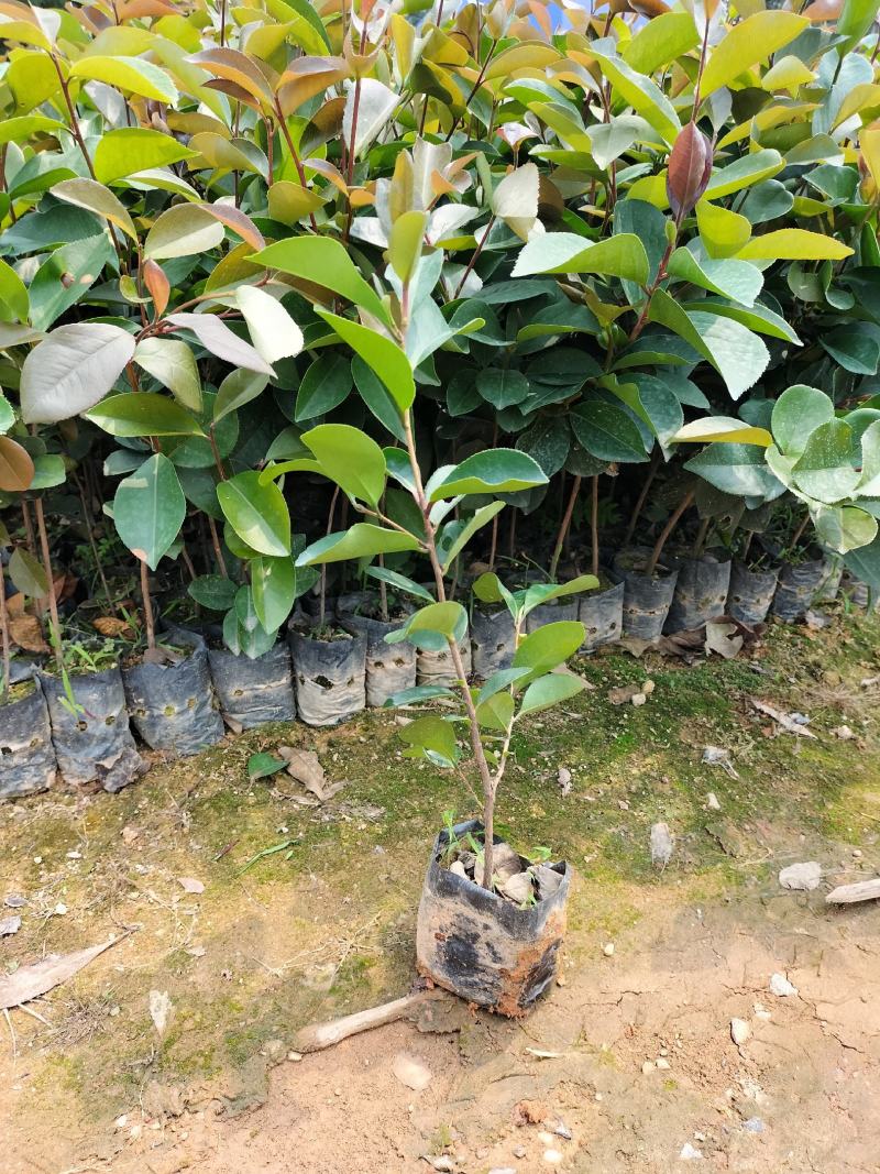 油茶苗，高产量中果油茶小袋苗