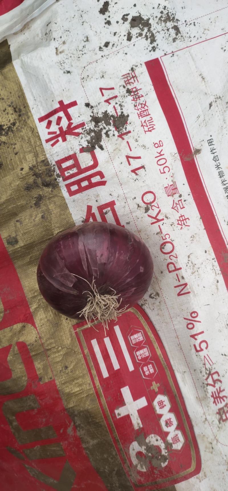 紫丹洋葱大量上市，郭云农产品购销
