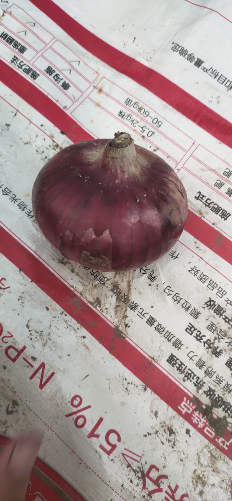 紫丹洋葱大量上市，郭云农产品购销