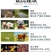 进口鱼粉，蛋白高，新鲜度好，提高采食量。《包邮》