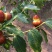 枣树苗，2公分枣树苗价格，冬枣树苗，泰安供应