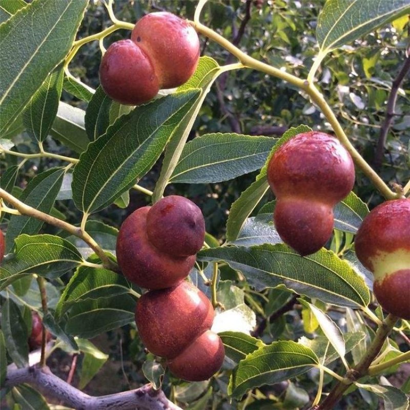 枣树苗，2公分枣树苗价格，冬枣树苗，泰安供应