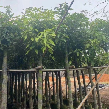 10分芒果树，12分芒果大量供应