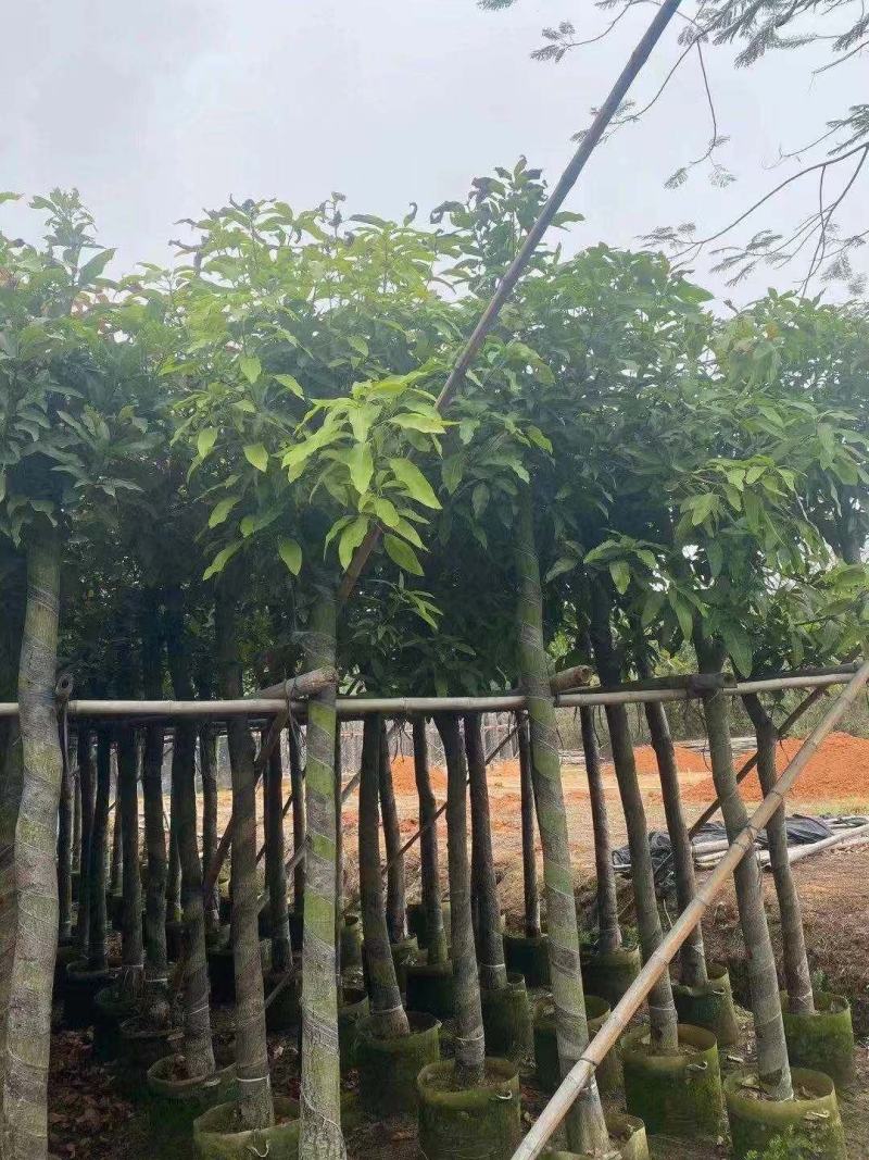 10分芒果树，12分芒果大量供应