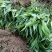 淡竹叶大量提供淡竹叶药材植物