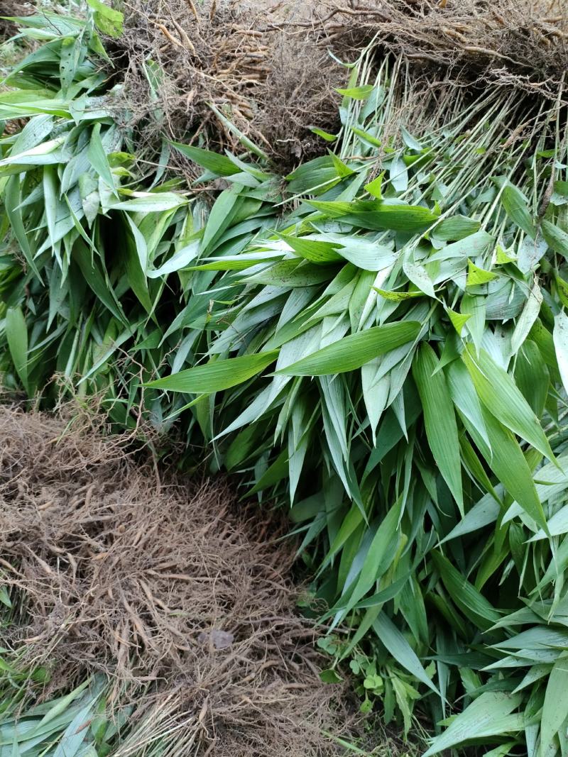 淡竹叶大量提供淡竹叶药材植物