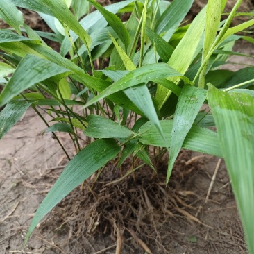 淡竹叶大量提供淡竹叶药材植物