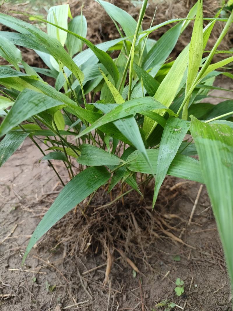 淡竹叶大量提供淡竹叶药材植物