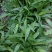 淡竹叶大量提供淡竹叶药材植物