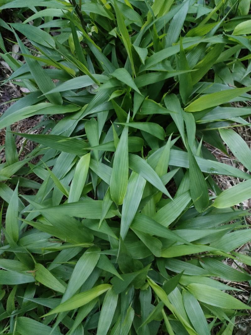 淡竹叶大量提供淡竹叶药材植物