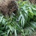 淡竹叶大量提供淡竹叶药材植物