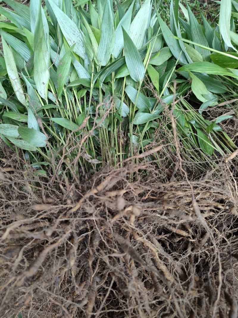 淡竹叶大量提供淡竹叶药材植物